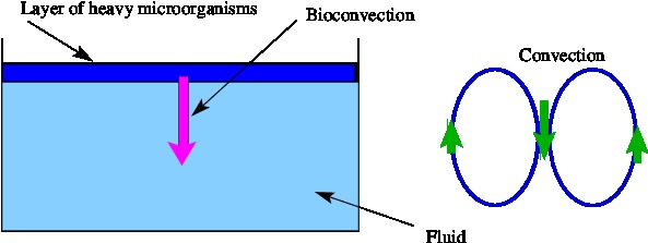 Bio-Convection